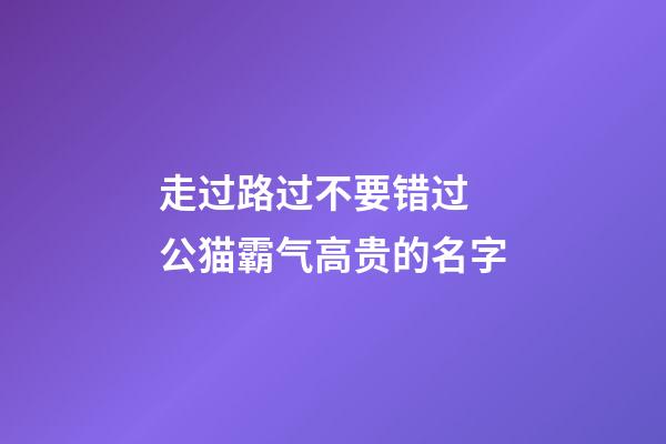 走过路过不要错过 公猫霸气高贵的名字